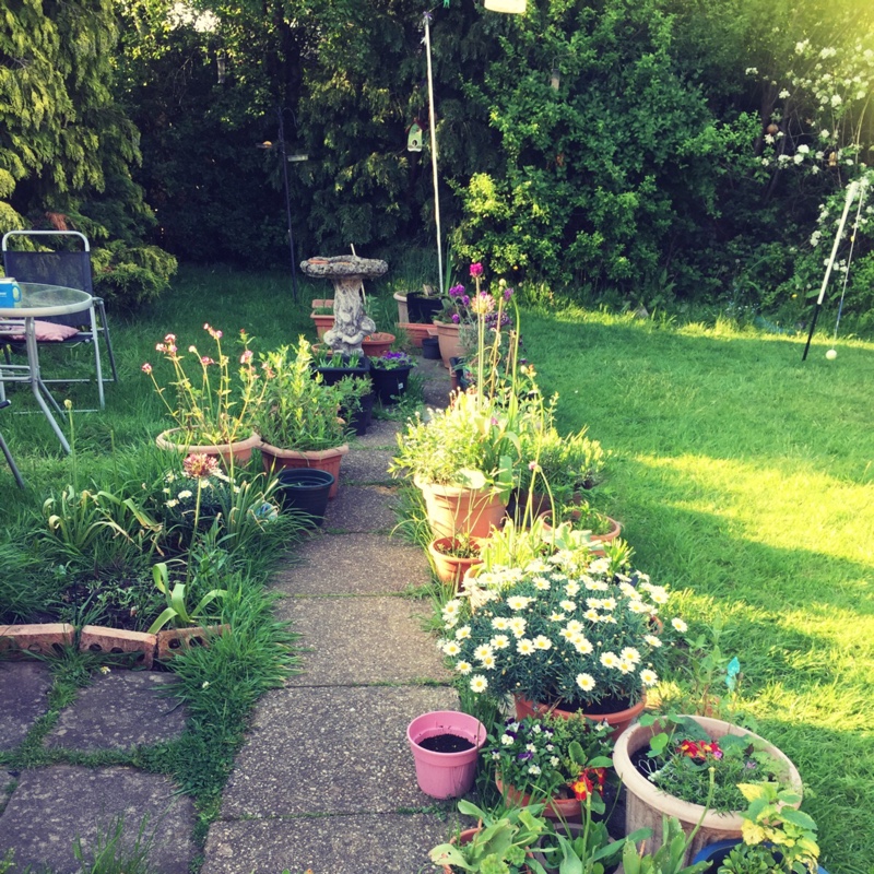 Jody's garden