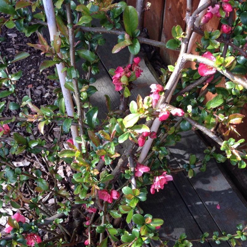 Plant image Chaenomeles x superba 'Pink Lady'