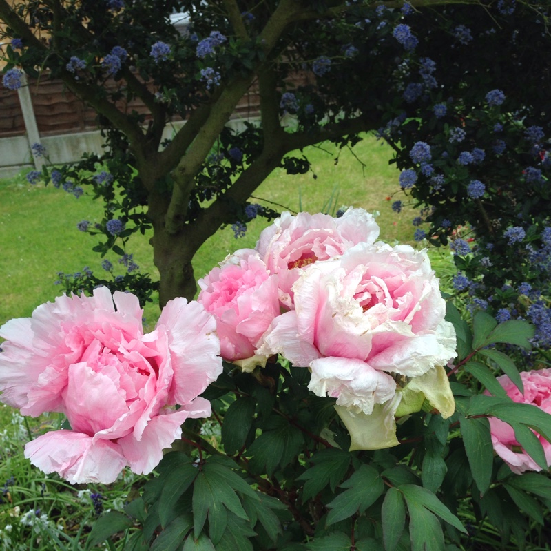 Tree Peony 'Blue Sapphire'