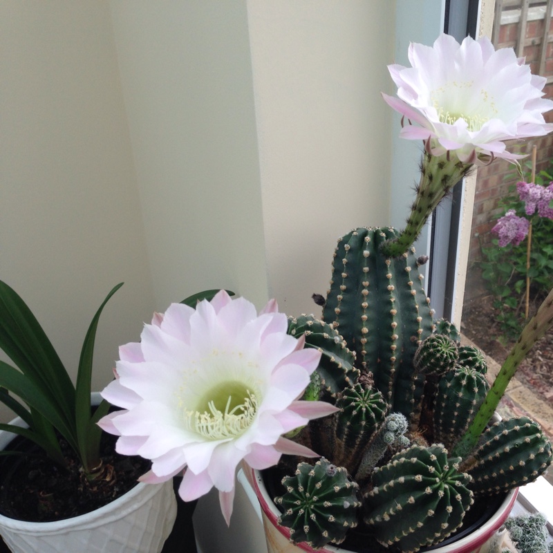 Plant image Trichocereus tersheckii syn. Echinopsis terscheckii