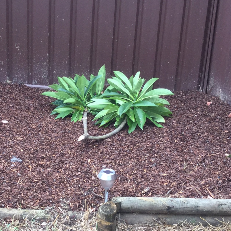 Frangipani