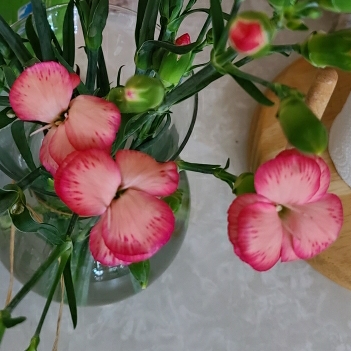 plant image 1376225