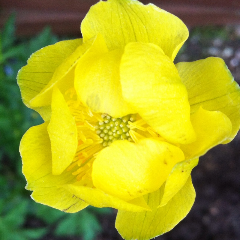 Plant image Trollius 'Lemon Queen'