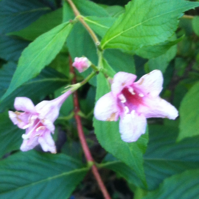 plant image 13333