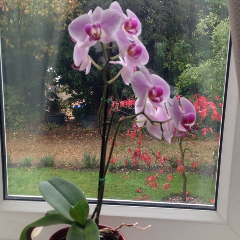 plant image 14290