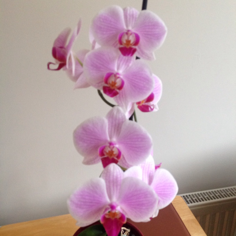 plant image 14291