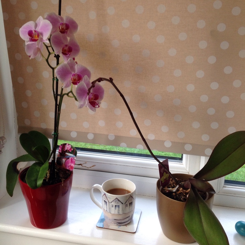 plant image 15074