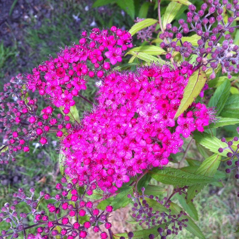 Plant image Spiraea japonica 'Anthony Waterer'