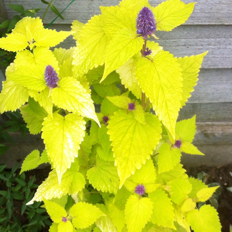 plant image 158991 plant image 158991