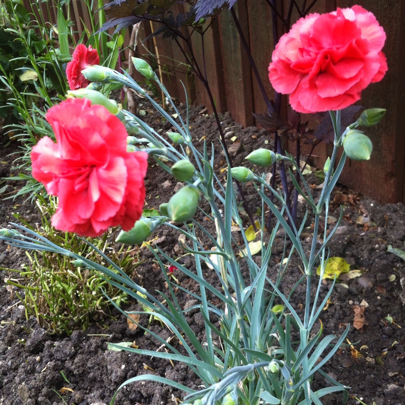 Plant image Dianthus plumarius 'Diane'