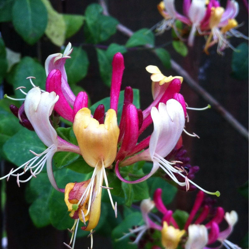 Plant image Lonicera periclymenum 'Belgica Select'