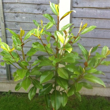 Magnolia grandiflora 'Exmouth'