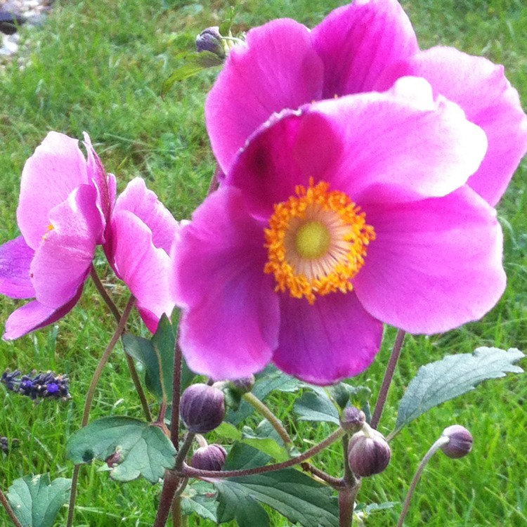 Plant image Anemone hupehensis var. japonica hybrida 'September Charm'