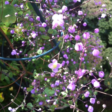 Thalictrum delavayi 'Splendide'