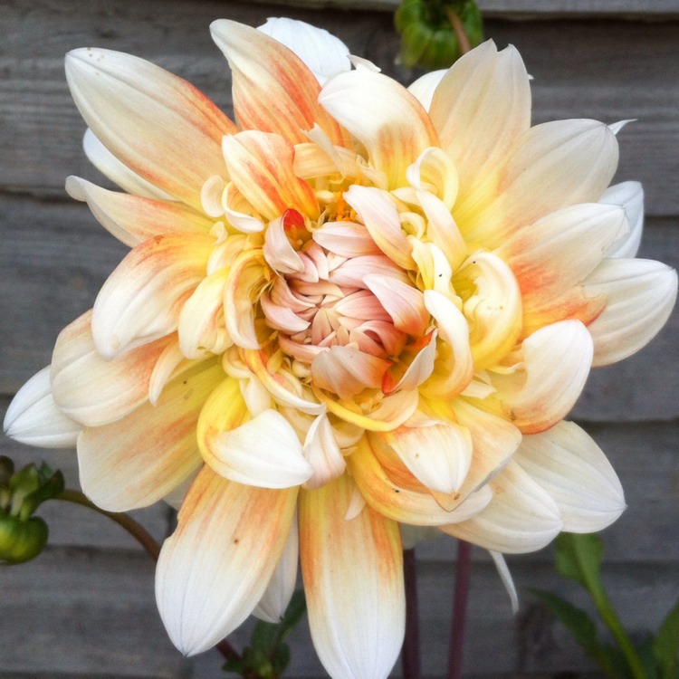 Plant image Dahlia 'Peaches and Cream'