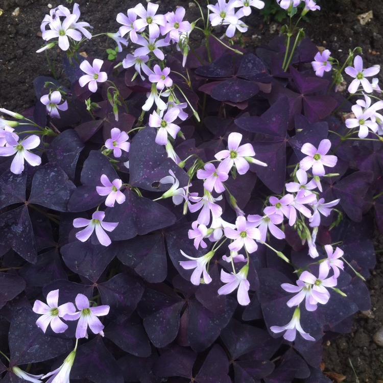 Plant image Oxalis 'Black Velvet'