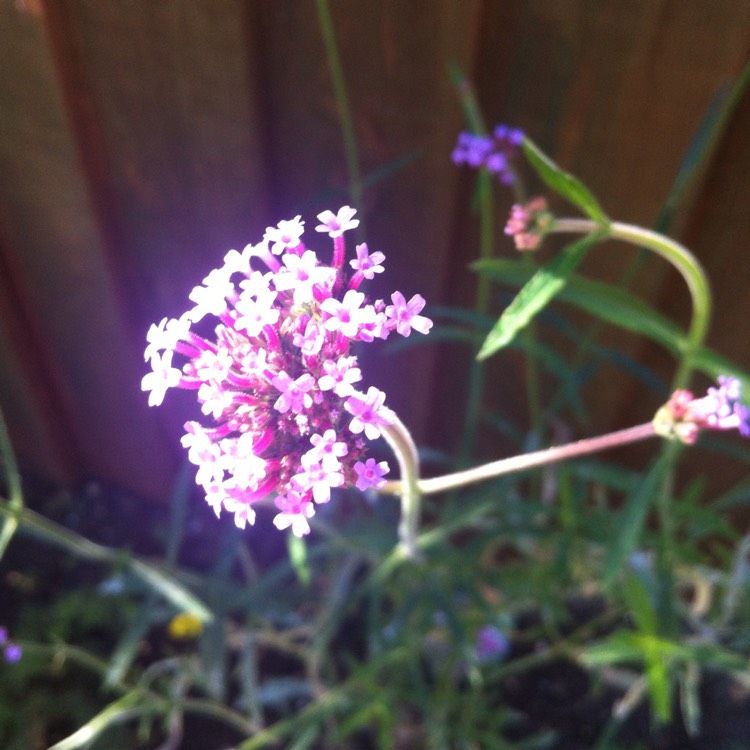 plant image 233933
