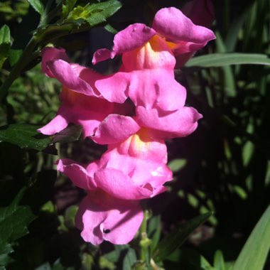 Antirrhinum