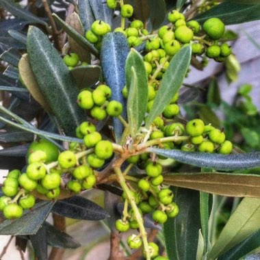 Olea europaea