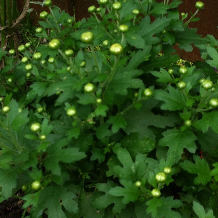 plant image 241710