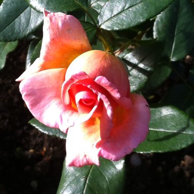 Rosa 'Sabia Hit'