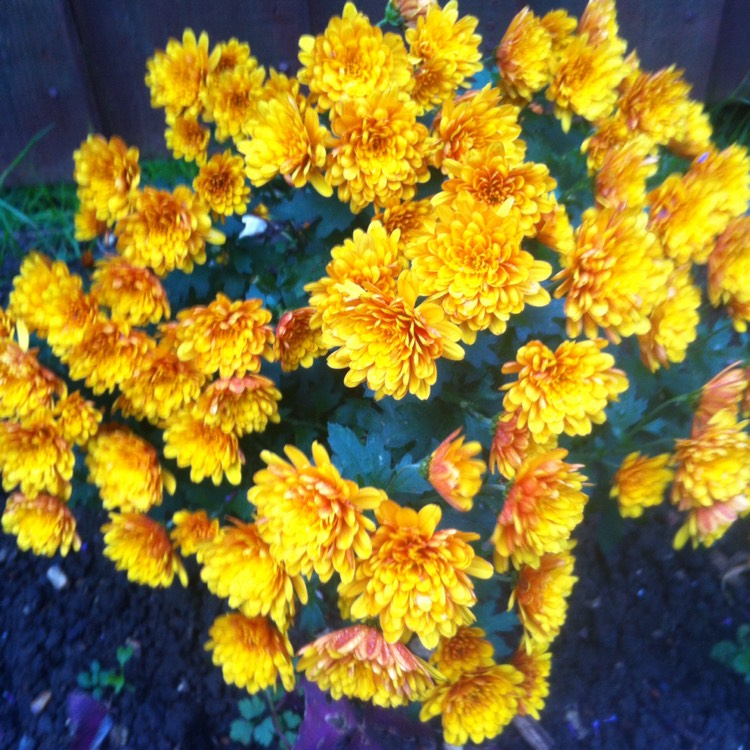 plant image 262405