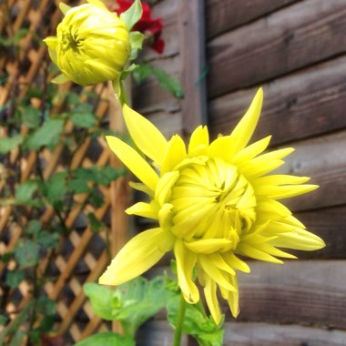 Dahlia 'Kennemerland'