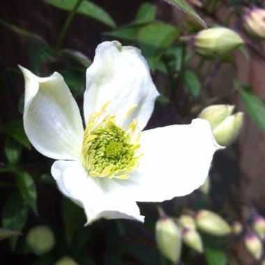 Clematis Montana 'Elizabeth'