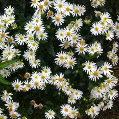 Aster pyrenaeus 'Lutetia'