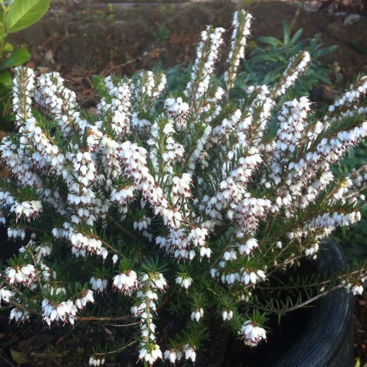 plant image 324329