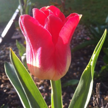 Tulipa 'Match'