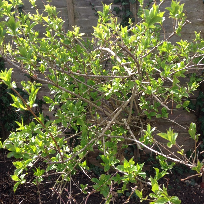 plant image 36436