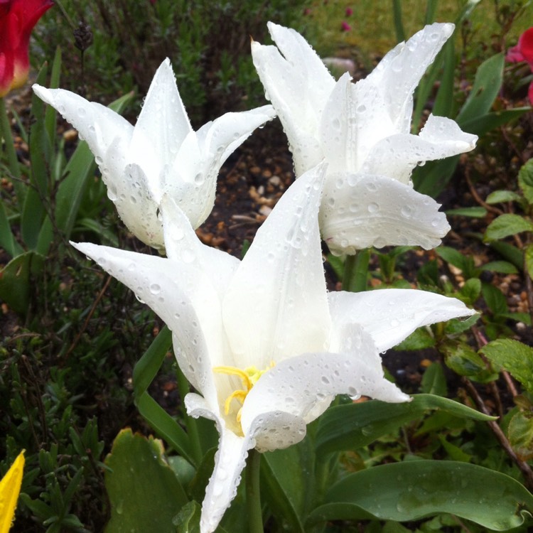 plant image 371076 plant image 371076