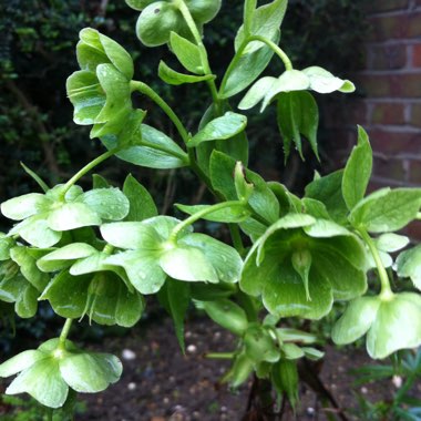 Helleborus foetidus