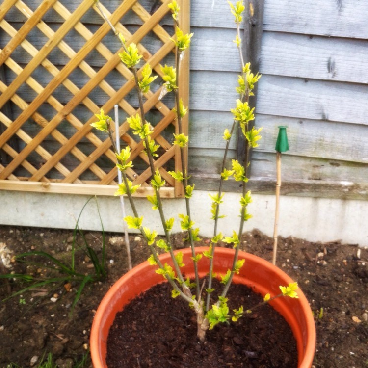 plant image 378097