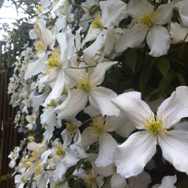 Clematis Montana 'Elizabeth'