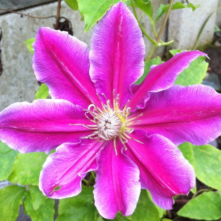 plant image 416434