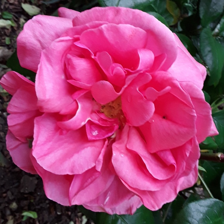 plant image 420187 plant image 420187