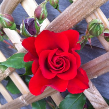 Rosa 'Paul's Scarlet'