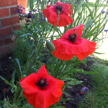 Anemone coronaria De Caen Red