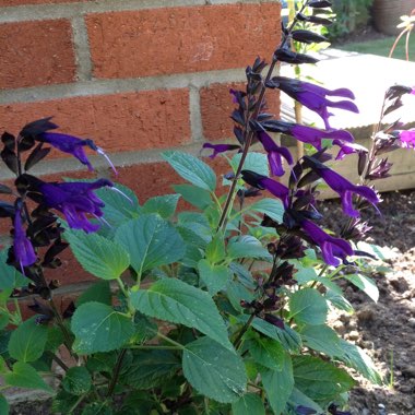 Salvia 'Amistad'