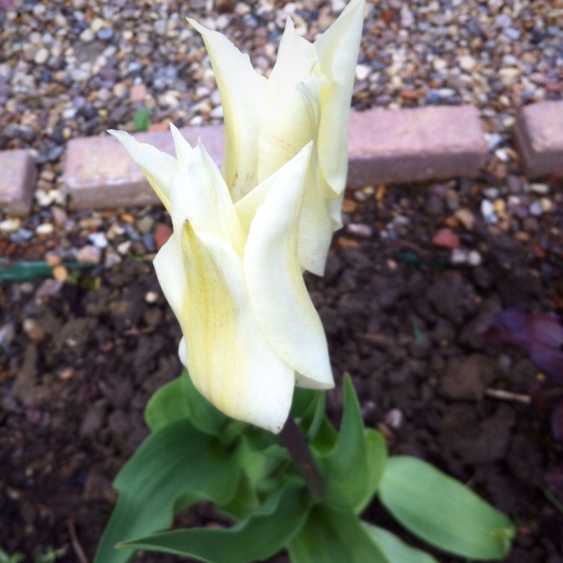 plant image 47718 plant image 47718