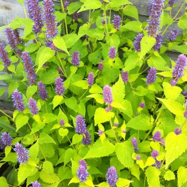Agastache rugosa 'Golden Jubilee'