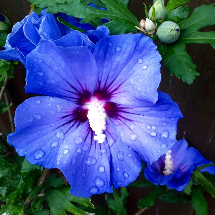 Plant image Hibiscus syriacus 'Marina'