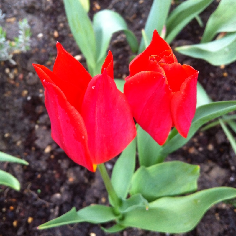 plant image 53866