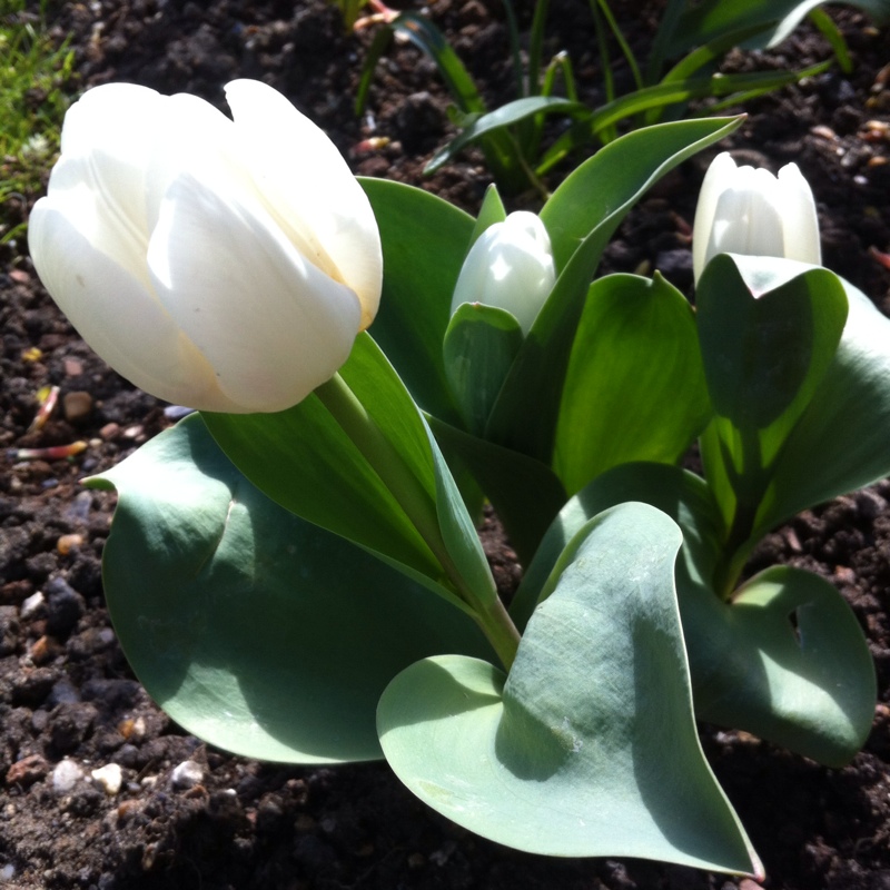 Plant image Tulipa 'White Dream'