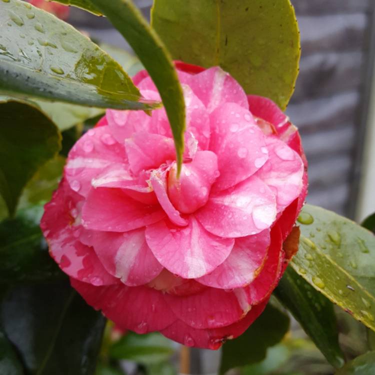plant image 642855
