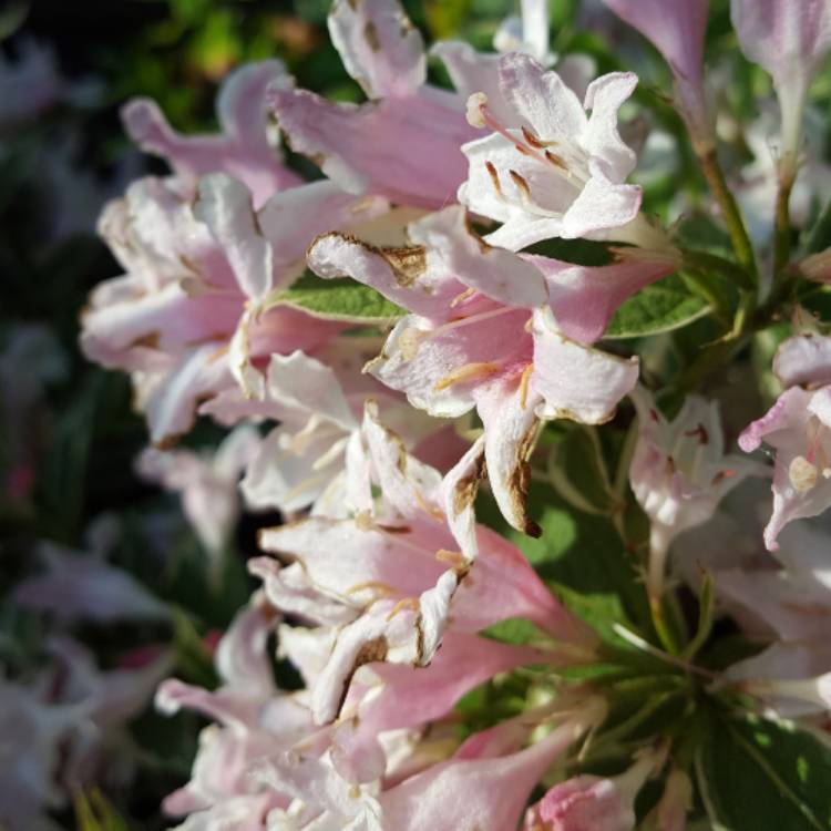 plant image 708146