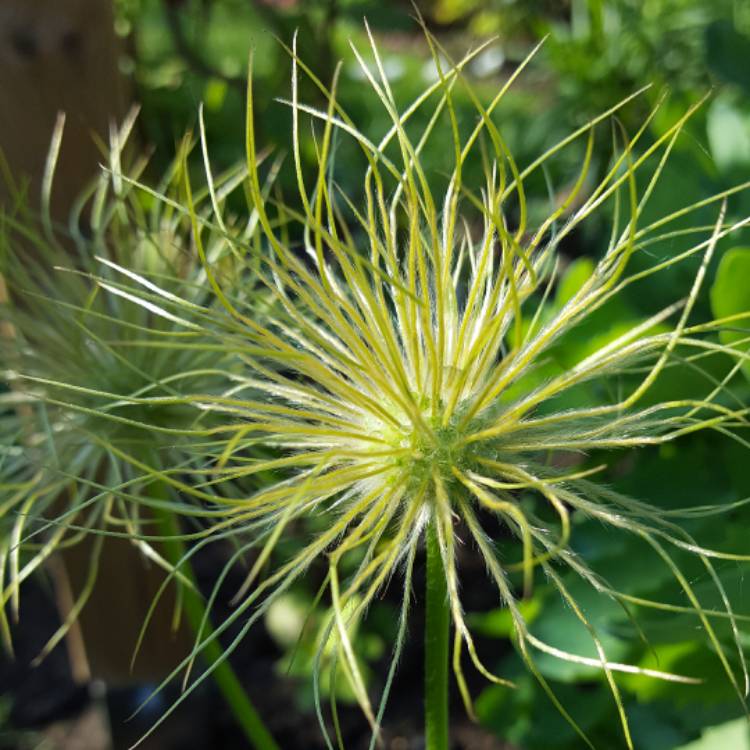 plant image 708151