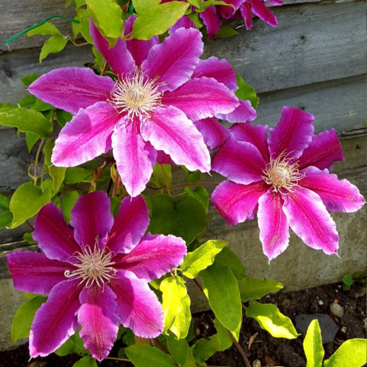 plant image 717543